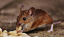 24 Hour & Emergency Exterminators in Owensville, AR